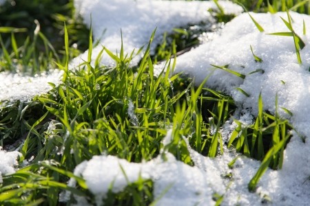 Common Winter Lawn Damage in Indiana and How to Fix It