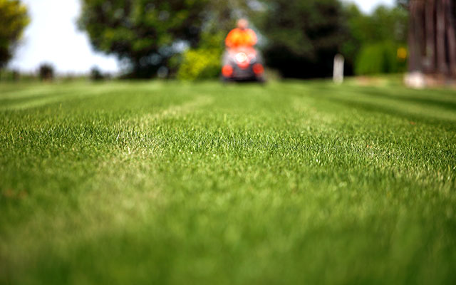 Faq lawn questions