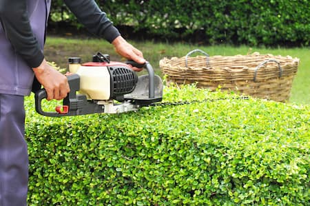 Bush & Hedge Trimming