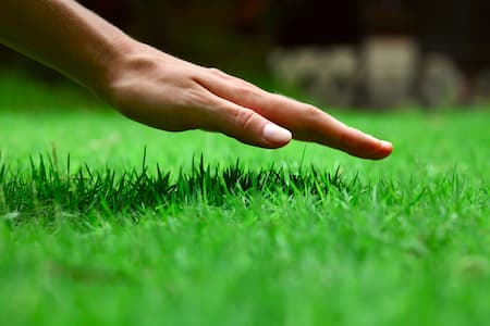 Lawn Maintenance