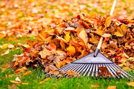 Seasonal Yard Cleanup